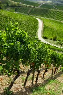 Vineyard landscape view with green rows of grapevines on agricultural hills Stock Photos