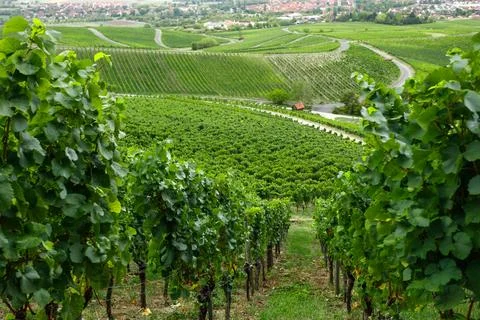 Vineyard landscape view with green rows of grapevines on agricultural hills Stock Photos