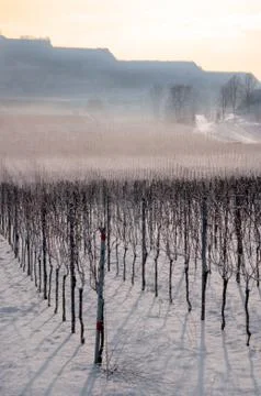 Vineyard landscape in winter Stock Photos