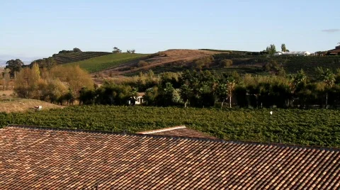 Vineyard Landscapes Stock Footage 850228
