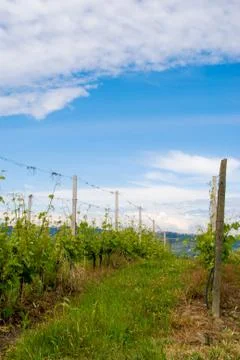 Vineyard in the Langhe Stock Photos