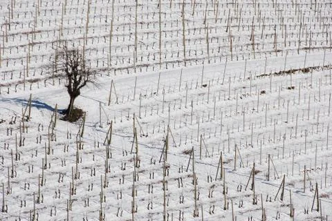Vineyard Langhe with snow Stock-Fotos