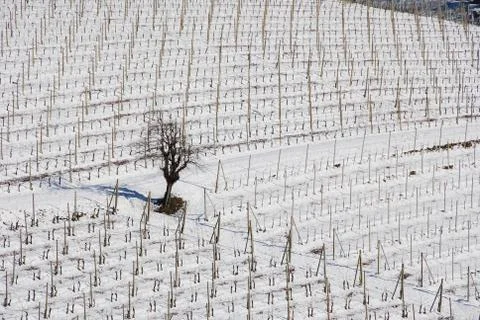 Vineyard Langhe with snow Stock Photos