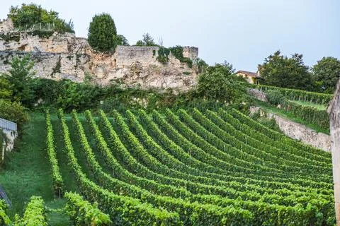 A vineyard with a large old building in the background in the medieval town.. Stock Photos