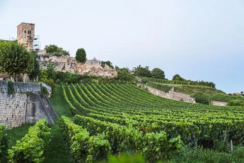 A vineyard with a large old building in the background in the medieval town.. Foto stock