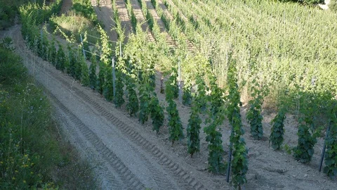Vineyard late spring on road to Cassis France. Stock Footage 93994066