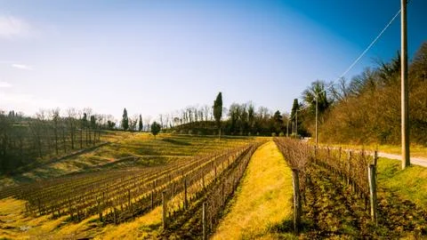Vineyard in late winter Stock Photos