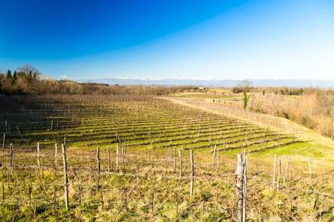 Vineyard in late winter Stock-Fotos