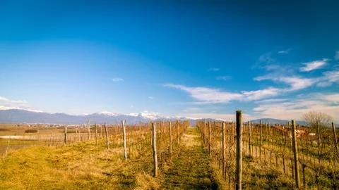 Vineyard in late winter Stock Photos