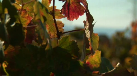 Vineyard Leaf Stock Footage 346106