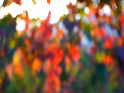 Vineyard leaf Stock Footage 108515924