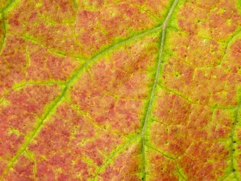 Vineyard leaf macro Foto stock