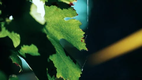 Vineyard leaf with sunlight, and bokeh. Stock Footage 306335394
