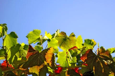 Vineyard leaves Stock Photos