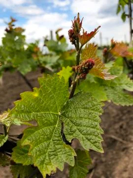 Vineyard leaves in spring. Stock Photos