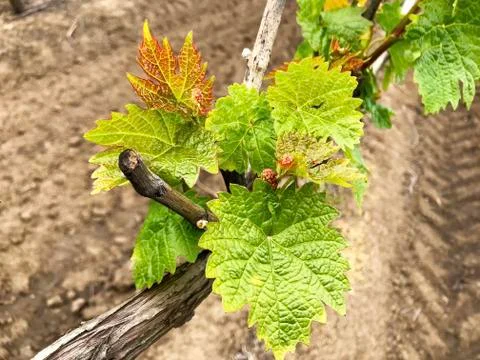 Vineyard leaves in spring. Stock Photos