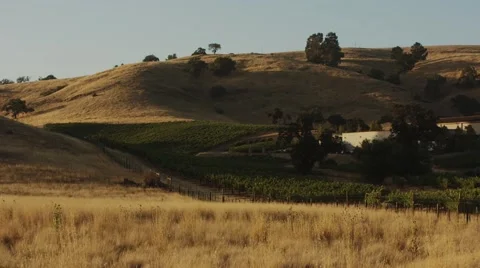 Vineyard light Stock Footage 44447456