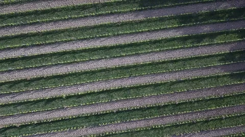 Vineyard lines from above Video stock 129755965
