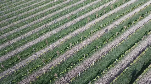 Vineyard lines Video stock 129755475