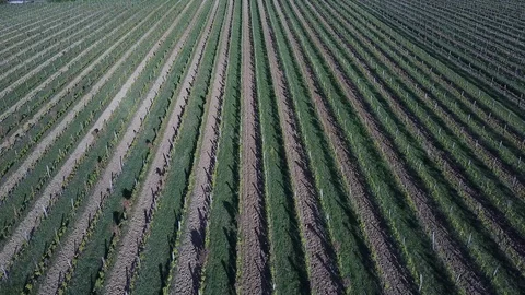 Vineyard lines Video stock 129755895