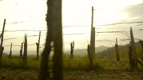 Vineyard Lines Panning Vidéo 44985798