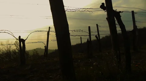 Vineyard Lines Silhouette Stock-Footage 44901038