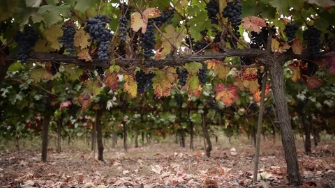 Vineyard low-angle medium Stock Footage 77044759