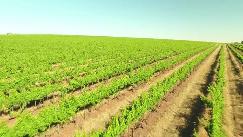 Vineyard low drone flyover Stock Footage 157469590