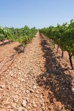 Vineyard in Mallorca Stock Photos