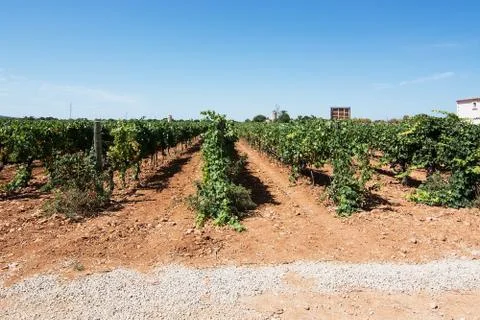 Vineyard in Mallorca Stock Photos