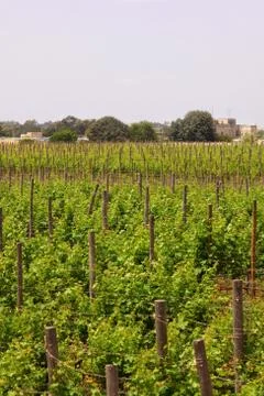 Vineyard in malta Stock Photos