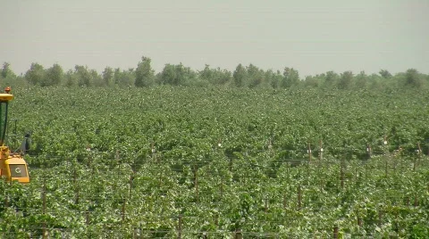 Vineyard mechanical picking 9 Stock Footage