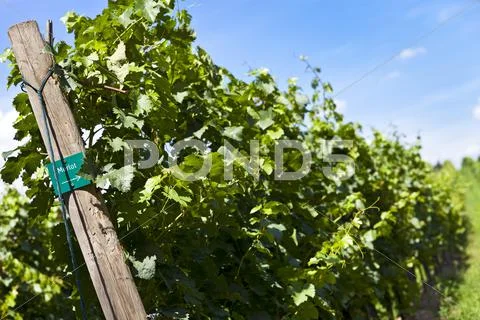 Vineyard of merlot grape Stock Photos