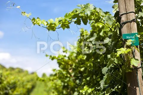Vineyard of merlot grape Stock Photos