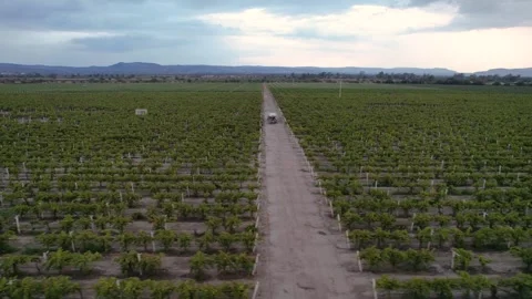 Vineyard with mesmerizing patchwork of grapevines (Drone Aerial) Stock Footage 249563825