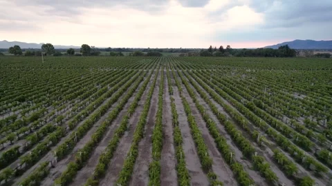 Vineyard with mesmerizing patchwork of grapevines (Drone Aerial) Stock Footage 249563948