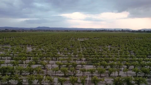 Vineyard with mesmerizing patchwork of grapevines (Drone Aerial) Stock Footage 249563949