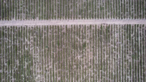 Vineyard with mesmerizing patchwork of grapevines (Drone Aerial) Stock Footage 249564266