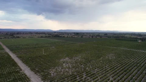 Vineyard with mesmerizing patchwork of grapevines (Drone Aerial) Stock Footage 249564532