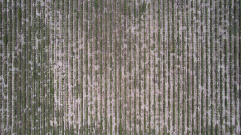 Vineyard with mesmerizing patchwork of grapevines (Drone Aerial) Stock Footage 249564533