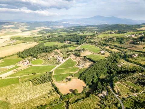 The vineyard of Montalcino Stock Photos