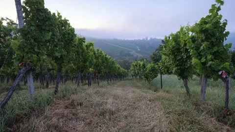 Vineyard in morning cloud as time lapse Stock Footage 136952466