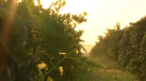 Vineyard in the morning Stock Footage 8156459