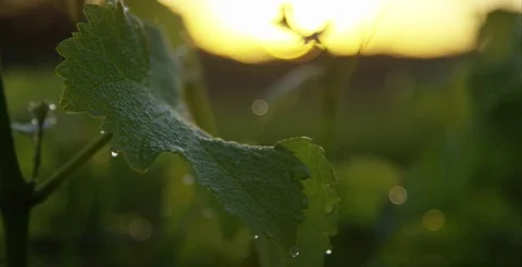 Vineyard In The Morning Stock Footage 71318300