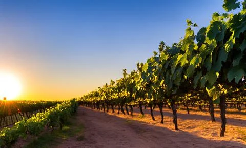Vineyard in the morning Stock Photos