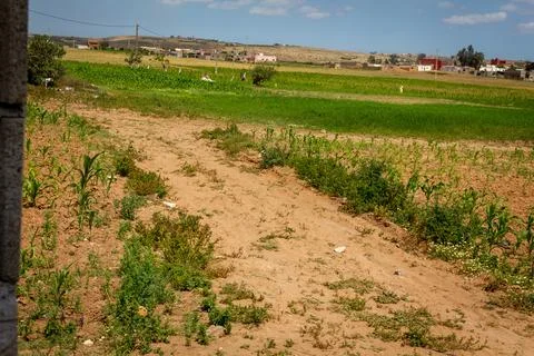 Vineyard in morocco 库存照片