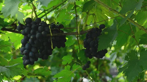 Vineyard. Motorized dolly shot. Stock Footage 27500318