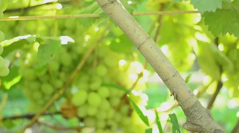Vineyard. Motorized dolly shot. Stock Footage 27501040