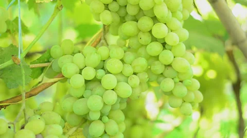 Vineyard. Motorized dolly shot. Stock Footage 27501182