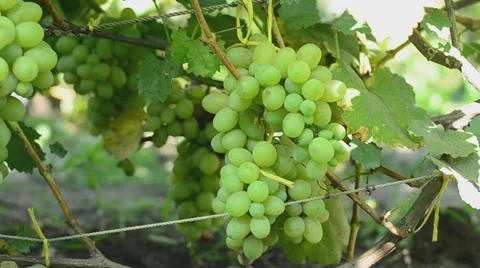 Vineyard. Motorized dolly shot. Stock Footage 27501220